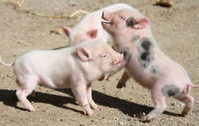 wallpapers Cerditos Enanos Venta Puerto Rico mil anuncios com cerditos minipig