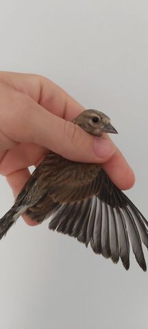 Mil Anuncios Com Canarios Compra Venta De Pajaros Canarios En Zamora Anuncios Con Fotos De Pajaros Comprar Un Pajaro Todas Las Razas De Pajaros
