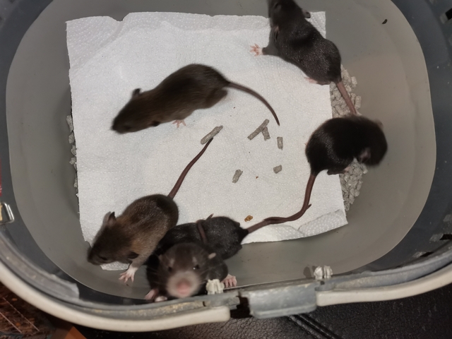 Chinchillas Rata Ardilla ratón ratón Esoes Rata Rata Rata hurón Rata Arnés de hámster para Mascotas