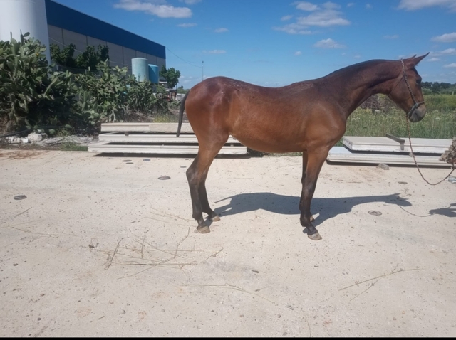 Mil Anuncios Com Compra Venta De Caballos En Cordoba Anuncios Con Fotos De Caballos Comprar Un Caballo Todas Las Razas De Caballos