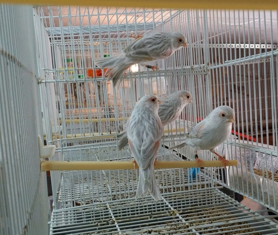 Mil Anuncios Com Canarios Timbrados Compra Venta De Pajaros Canarios Timbrados En Lugo Anuncios Con Fotos De Pajaros Comprar Un Pajaro Todas Las Razas De Pajaros