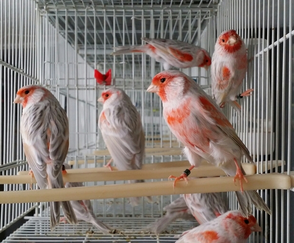 Mil Anuncios Com Canarios Rojos Compra Venta De Pajaros Canarios Rojos En Zamora Anuncios Con Fotos De Pajaros Comprar Un Pajaro Todas Las Razas De Pajaros