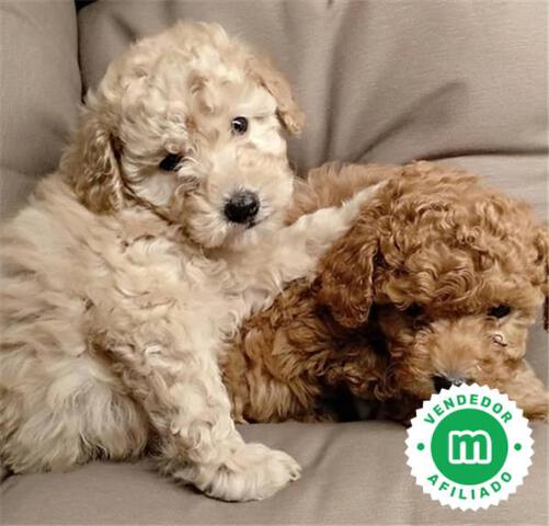 Milanuncios Guaucan Guadalajara