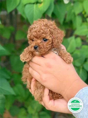 Mil Anuncios Com Caniche Toy Compra Venta De Caniches Caniche Toy Anuncios Con Fotos De Caniches Caniche Toy Perros Caniche Caniche Toy