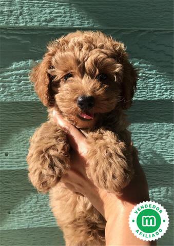 Mil Anuncios Com Toy Enano Compra Venta De Caniches Toy Enano Anuncios Con Fotos De Caniches Toy Enano Perros Caniche Toy Enano