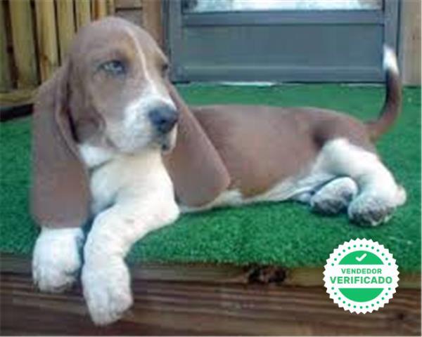 Mil Anuncios Com Basset Hound Granada Segunda Mano Y Anuncios Clasificados