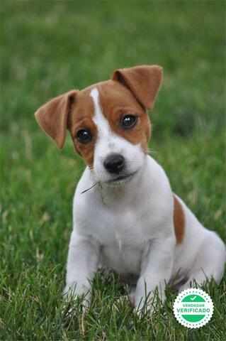 ADORABLE JACK RUSSELL