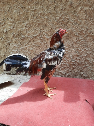 Mil Anuncios Com Gallo Ingles