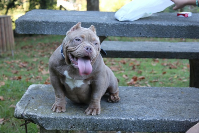 Mil Anuncios Com American Bully Blue Compra Venta De Perros American Bully Blue En Barcelona Regalo De Cachorros