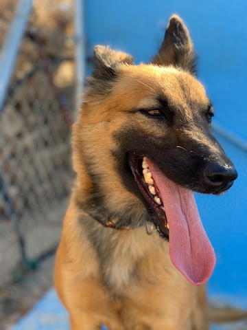 perrito abandonado bandai