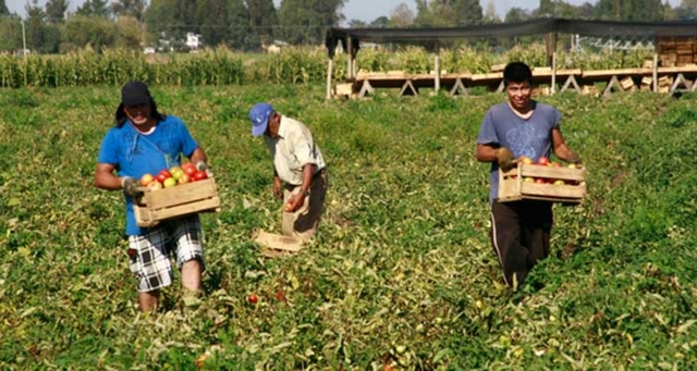 Mil Anuncios Com Peon Agricola Segunda Mano Y Anuncios Clasificados