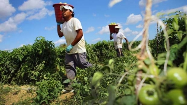 Mil Anuncios Com Agricola Ofertas De Empleo Agricola En Aragon Anuncios De Ofertas De Trabajo Agricola En Aragon