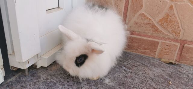 Mil Anuncios Com Conejos Angora Compra Venta Y Regalo De Mascotas Conejos Angora