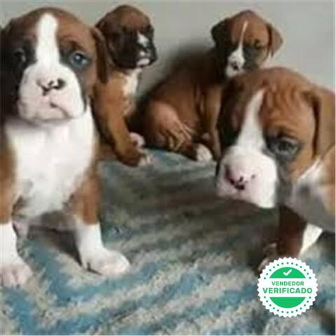 Mil Anuncios Com Boxer Atigrados Y Canela