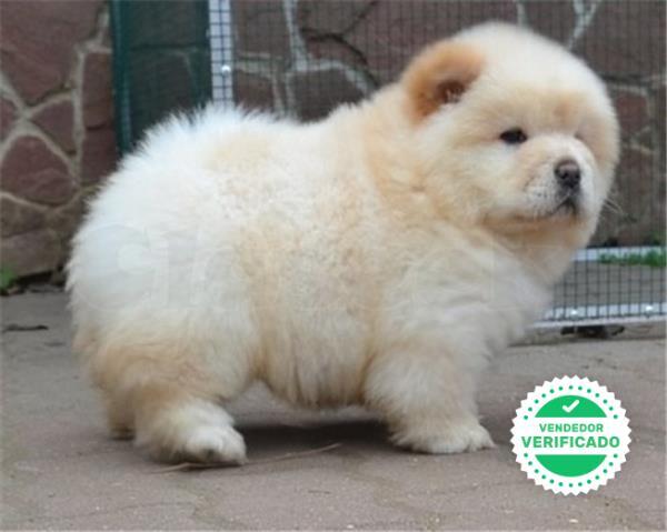 Mil Anuncios Com Chow Chow Blanco Segunda Mano Y Anuncios Clasificados