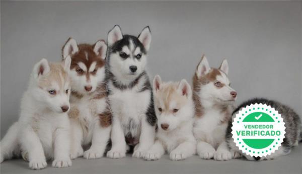 Mil Anuncios Com Husky Siberiano Muy Peludos Ojos Azules