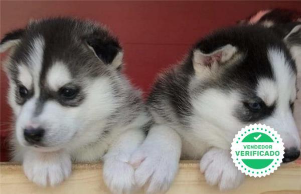 Mil Anuncios Com Husky Siberiano Muy Peludos Ojos Azules