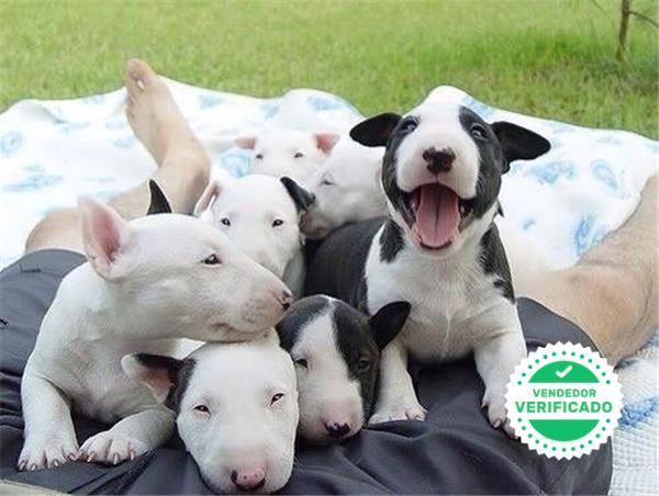 Mil Anuncios Com Cachorro Bull Terrier Compra Venta De Perros Cachorro Bull Terrier En Comunidad Valenciana Regalo De Cachorros