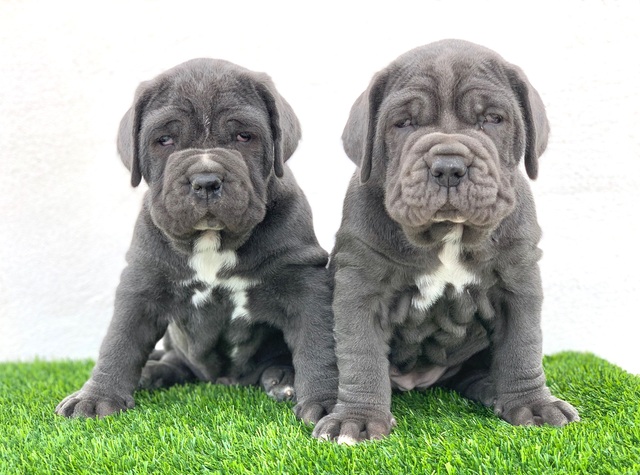 Mil Anuncios Com Cachorros De Mastin Napolitano Show