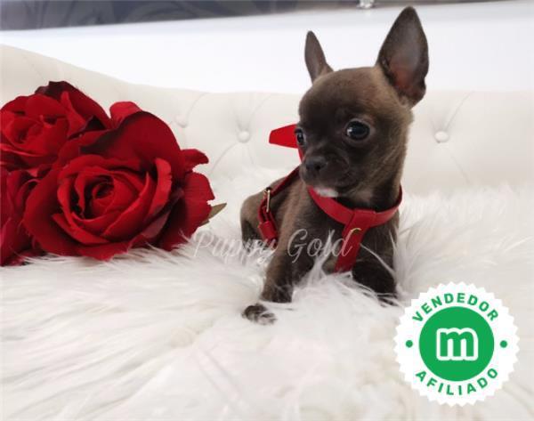 CHIHUAHUAS TOY