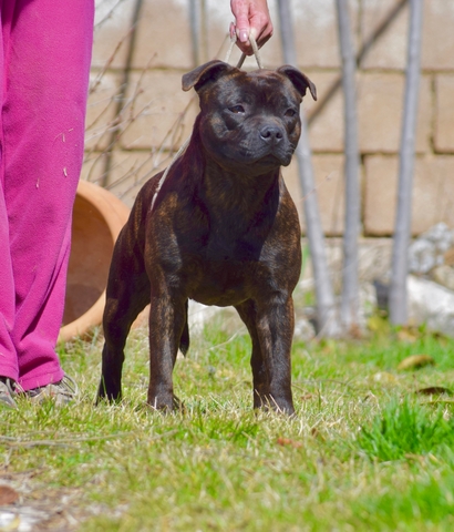 Mil Anuncios Com Staffordshire Bull Terrier Bull Terrier Compra Venta De Perros Staffordshire Bull Terrier Bull Terrier Regalo De Cachorros