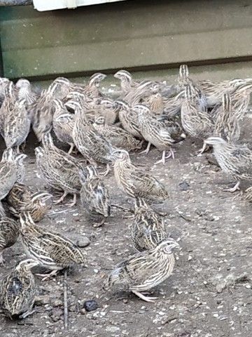 Mil Anuncios Com Codornices De Vuelo Compra Venta De Pajaros Codornices De Vuelo En Andalucía Anuncios Con Fotos De Pajaros Comprar Un Pajaro Todas Las Razas De Pajaros