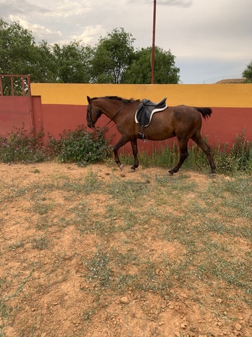 Mil Anuncios Com Jaca De Confianza