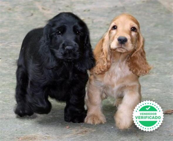 Mil Anuncios Com Cachorros Cocker Negros Segunda Mano Y Anuncios Clasificados