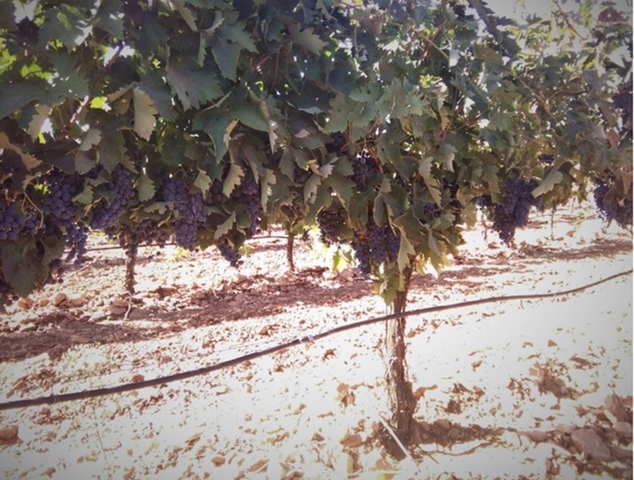 MIL ANUNCIOS.COM - Finca Rústica de Olivar y Viña emparrada en Valdepeñas