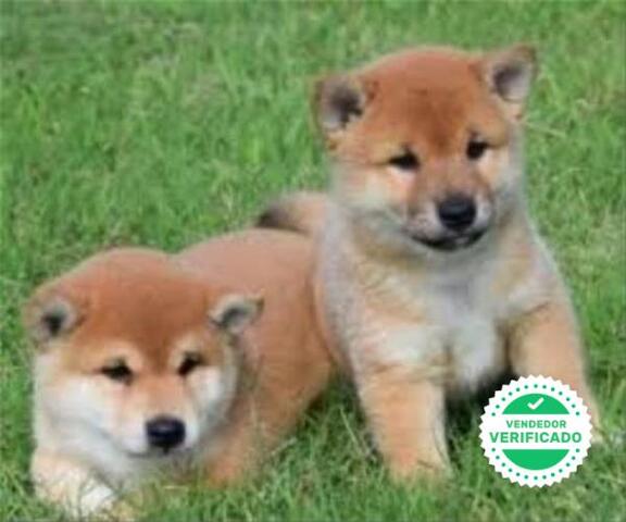 CACHORROS SHIBA INU