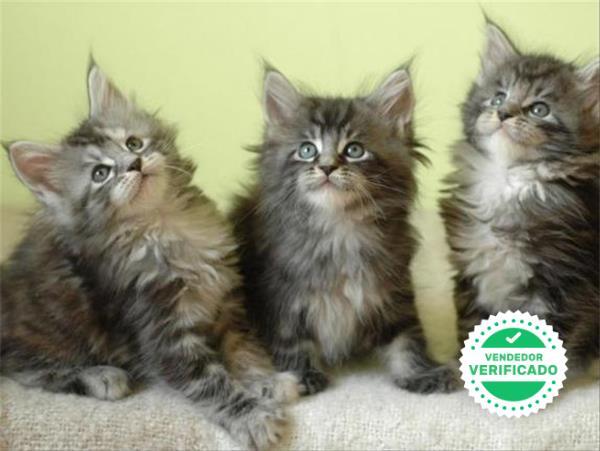 Mil Anuncios Com Gatitos Maine Coon