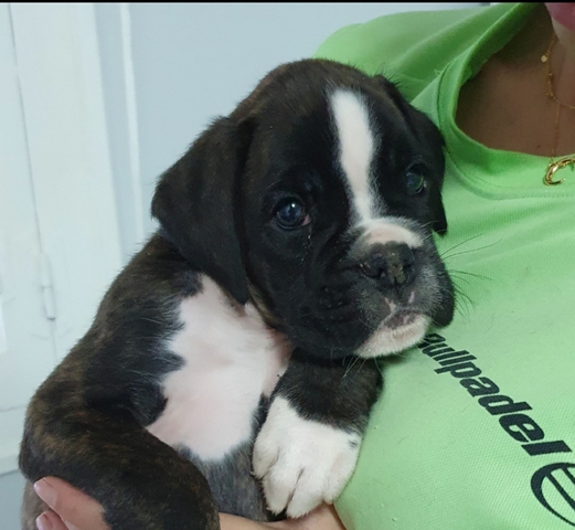 Mil Anuncios Com Boxer Blancos Compra Venta Y Regalo De Mascotas Boxer Blancos