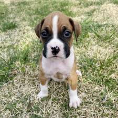 Mil Anuncios Com Compra Venta De Boxers En Barcelona Anuncios Con Fotos De Boxers En Barcelona Perros Boxer En Barcelona Mil Anuncios Com Compra Venta De Boxers En Barcelona Anuncios Con Fotos De Boxers En Barcelona Perros Boxer En Barcelona