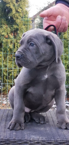 Mil Anuncios Com Cachorros Cane Corso