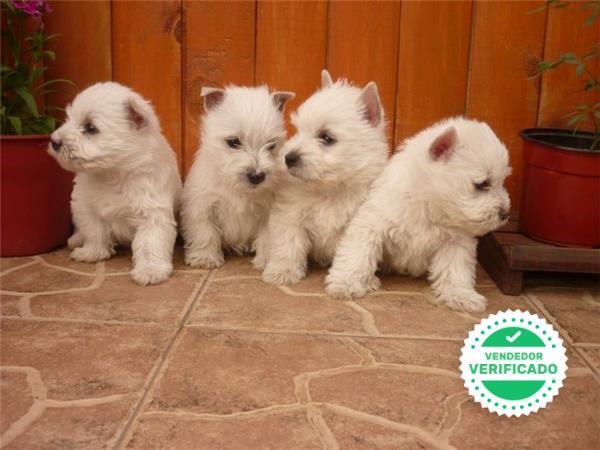 CACHORROS WEST HIGLAND WHITE TERRIER