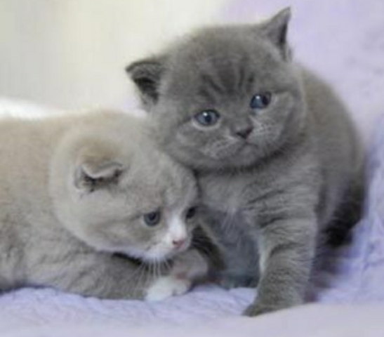 MIL ANUNCIOS.COM - Compro british shorthair