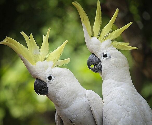 Mil Anuncios Com Cacatua Galerita Compra Venta De Pajaros Cacatua Galerita Anuncios Con Fotos De Pajaros Comprar Un Pajaro Todas Las Razas De Pajaros