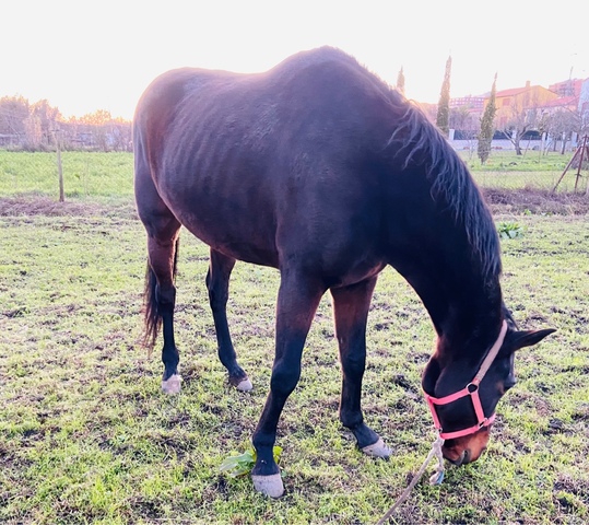 Mil Anuncios Com Plasencia Compra Venta De Caballos Plasencia En Caceres Anuncios Con Fotos De Caballos Comprar Un Caballo Todas Las Razas De Caballos