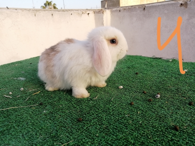 Mil Anuncios Com Conejo Belier Ojos Azules