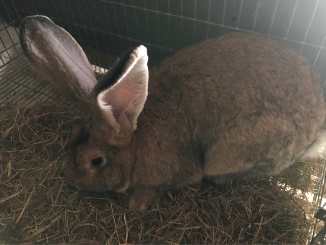 Mil Anuncios Com Gigante Espanol Compra Venta De Conejos Gigante Espanol Anuncios Con Fotos De Conejos Comprar Un Conejo Todas Las Razas De Conejos