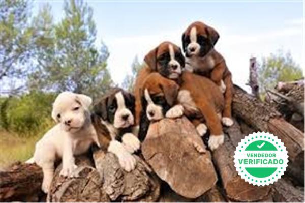 Mil Anuncios Com Boxer Blanco Compra Venta De Boxers Boxer Blanco Anuncios Con Fotos De Boxers Boxer Blanco Perros Boxer Boxer Blanco