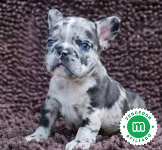 Mil Anuncios Com Regalo Cachorro Bulldog Frances Segunda Mano Y Anuncios Clasificados