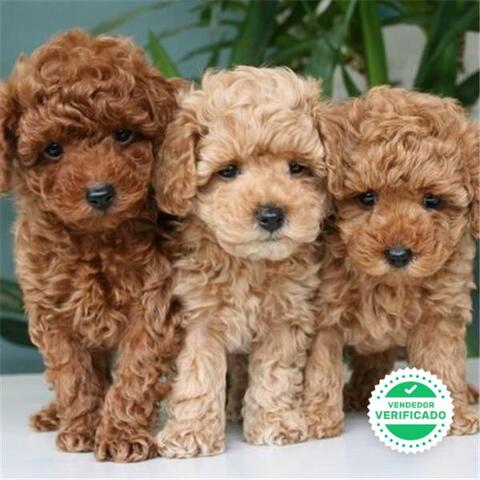 Mil Anuncios Com Preciosos Caniches Gigante Y Enano