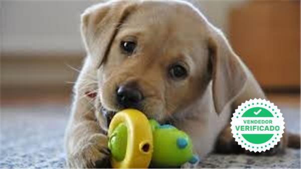 Mil Anuncios Com Golden Retriever En Navarra Venta De Golden Retriever De Segunda Mano En Navarra Golden Retriever De Ocasion A Los Mejores Precios