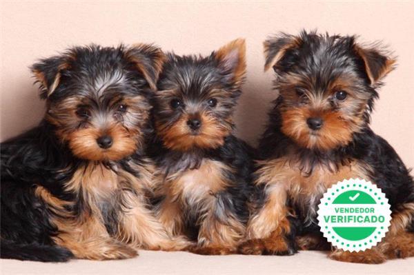 YORKSHIRE TERRIER