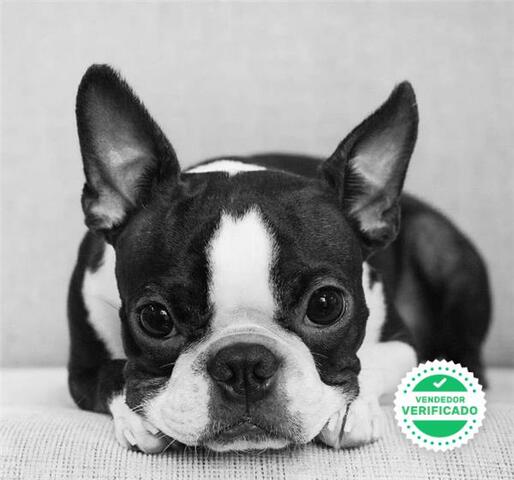 CACHORROS BOSTON TERRIER