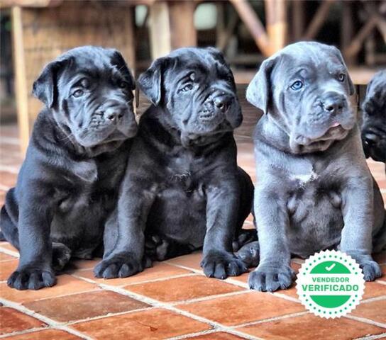 Mil Anuncios Com Cachorros Cane Corso