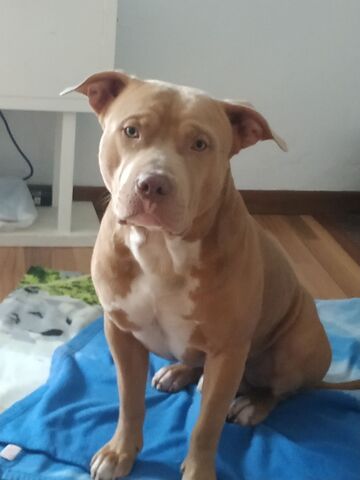 Mil Anuncios Com Pitbull Blue Ojos Azules Segunda Mano Y Anuncios Clasificados Mil Anuncios Com Pitbull Blue Ojos Azules Segunda Mano Y Anuncios Clasificados