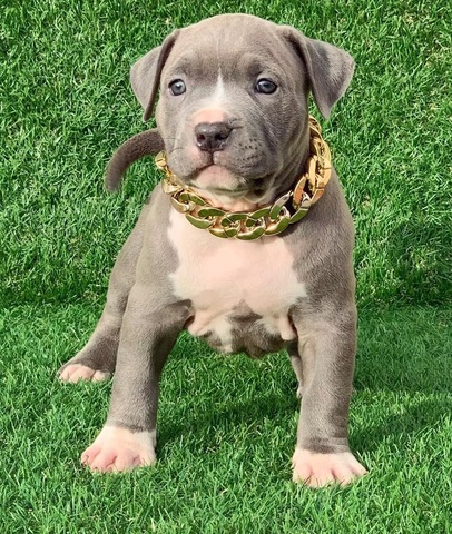 Mil Anuncios Com Monster Blue Compra Venta De Perros Monster Blue En Madrid Regalo De Cachorros
