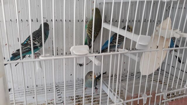 Mil Anuncios Com Canarios Compra Venta De Pajaros Canarios En Jaén Anuncios Con Fotos De Pajaros Comprar Un Pajaro Todas Las Razas De Pajaros